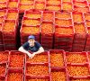 Portrait of worker standing among tomato crates