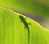 Ein Gecko hinter einem Blatt