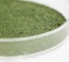 Petrischale aus Glas mit grünem Algenpulver darin